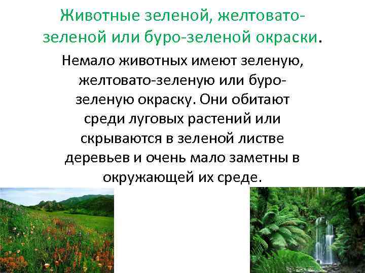 Животные зеленой, желтоватозеленой или буро-зеленой окраски. Немало животных имеют зеленую, желтовато-зеленую или бурозеленую окраску.