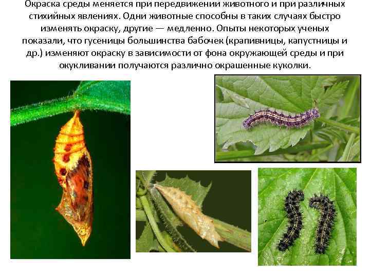 Окраска среды меняется при передвижении животного и при различных стихийных явлениях. Одни животные способны