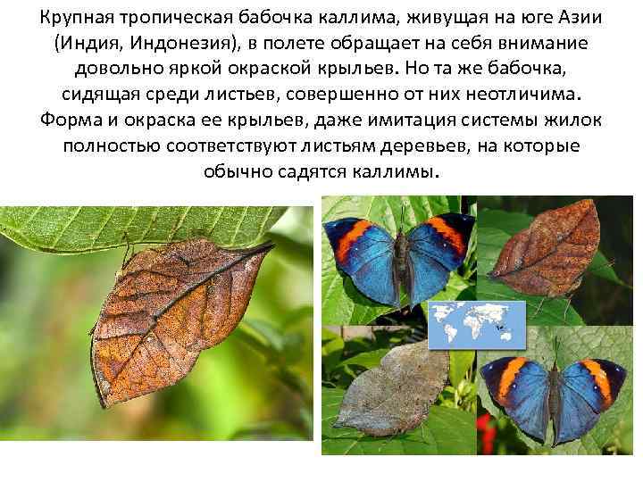 Крупная тропическая бабочка каллима, живущая на юге Азии (Индия, Индонезия), в полете обращает на