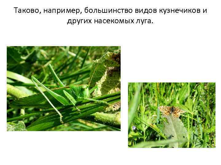 Таково, например, большинство видов кузнечиков и других насекомых луга. 
