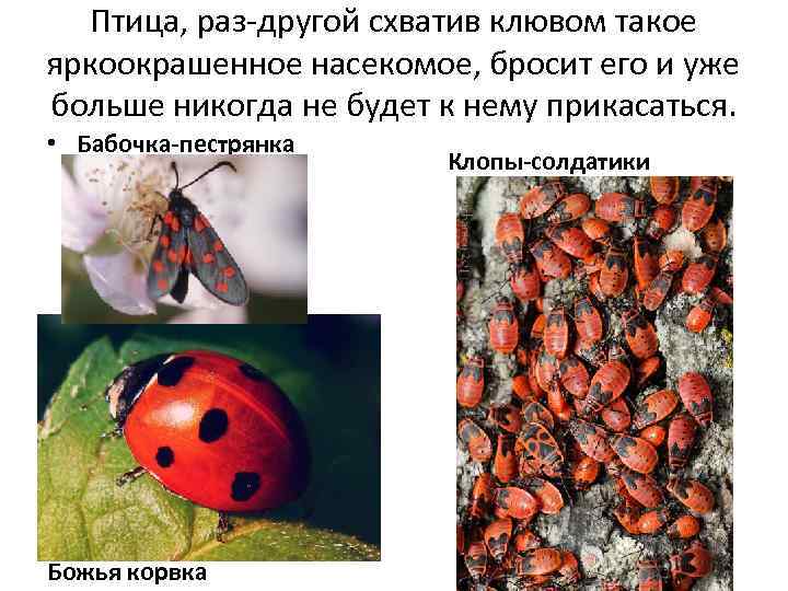 Птица, раз-другой схватив клювом такое яркоокрашенное насекомое, бросит его и уже больше никогда не