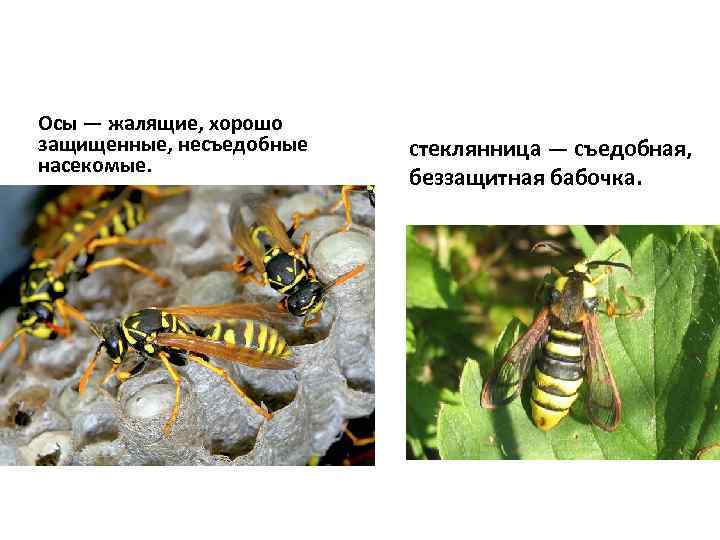 Осы — жалящие, хорошо защищенные, несъедобные насекомые. стеклянница — съедобная, беззащитная бабочка. 