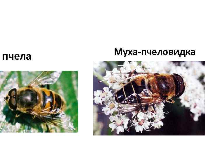 Пчела и муха план