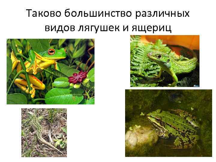 Таково большинство различных видов лягушек и ящериц 