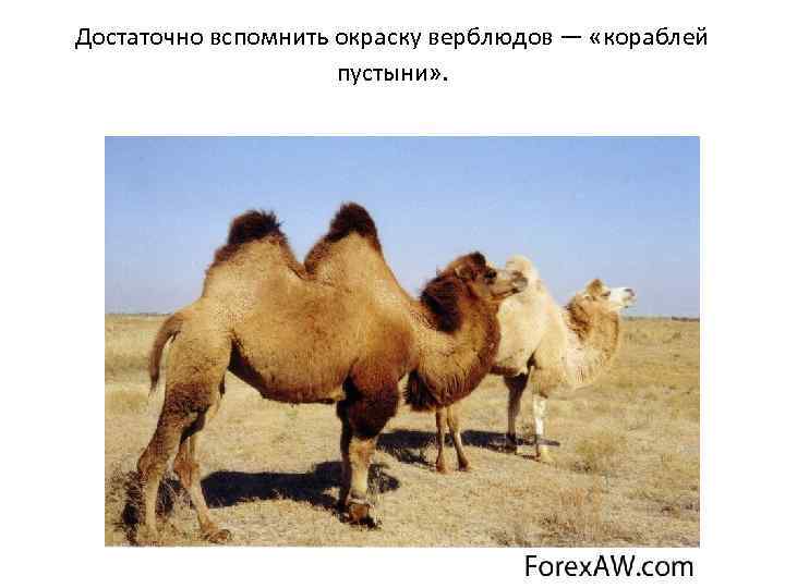 Достаточно вспомнить окраску верблюдов — «кораблей пустыни» . 