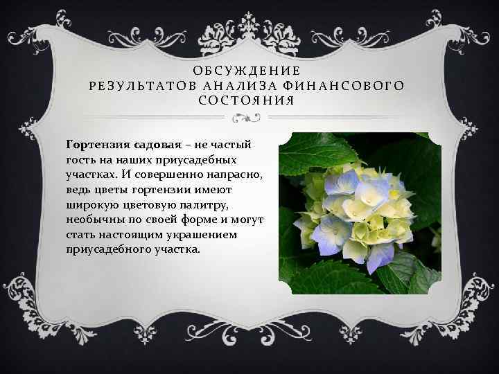 ОБСУЖДЕНИЕ РЕЗУЛЬТАТОВ АНАЛИЗА ФИНАНСОВОГО СОСТОЯНИЯ Гортензия садовая – не частый гость на наших приусадебных