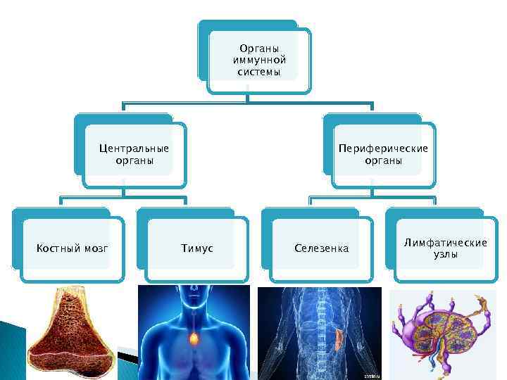 Органы иммунной системы Центральные органы Костный мозг Периферические органы Тимус Селезенка Лимфатические узлы 