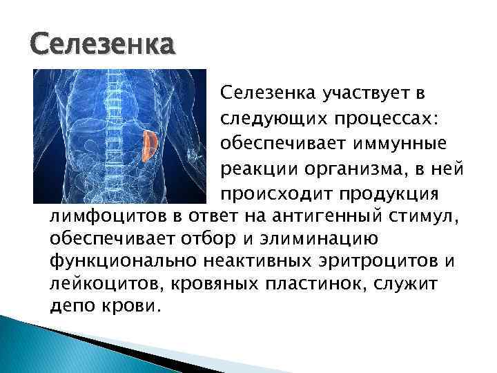 Селезенка участвует в следующих процессах: обеспечивает иммунные реакции организма, в ней происходит продукция лимфоцитов