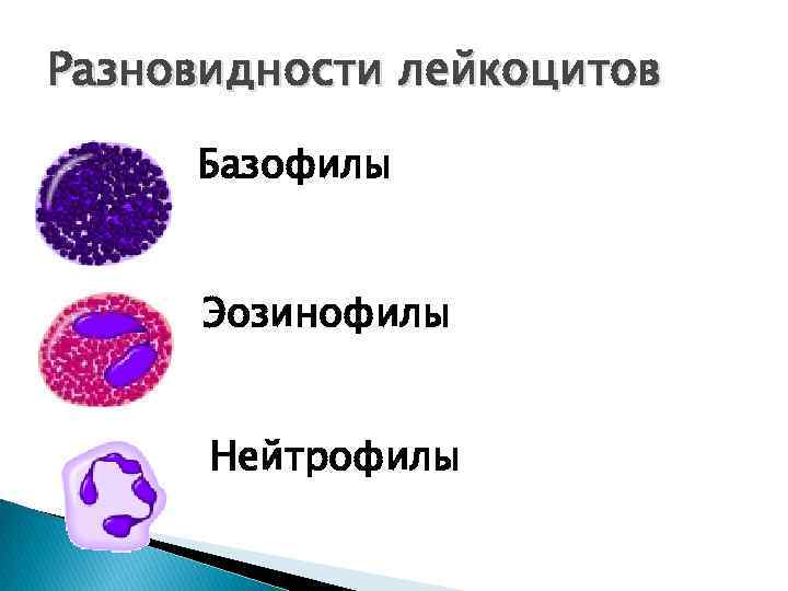 Разновидности лейкоцитов Базофилы Эозинофилы Нейтрофилы 