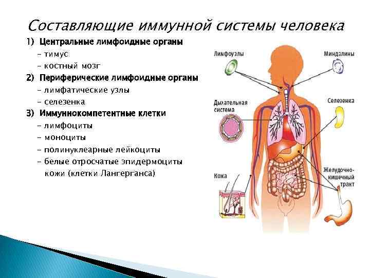 Функцию иммунной системы выполняет. Схема строения органов иммунной системы. Органы иммунной системы человека таблица анатомия. Периферические органы иммунной системы строение и функции. Строение и функции центральных органов иммунной системы.