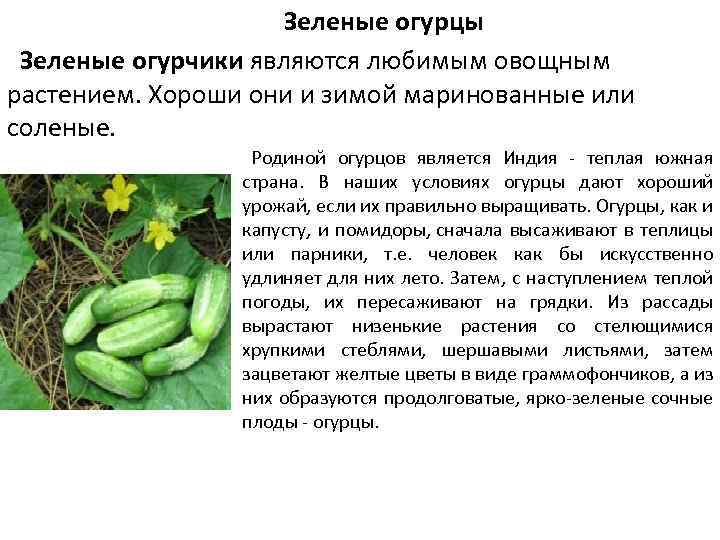  Зеленые огурцы Зеленые огурчики являются любимым овощным растением. Хороши они и зимой маринованные