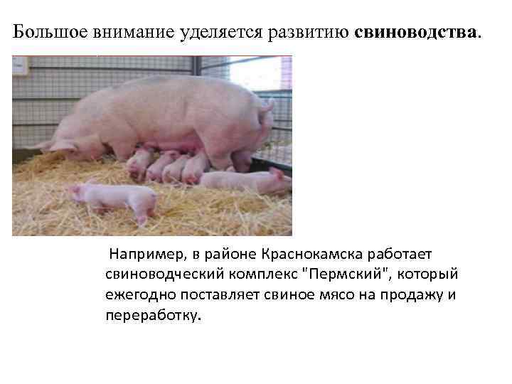 Большое внимание уделяется развитию свиноводства. Например, в районе Краснокамска работает свиноводческий комплекс "Пермский", который