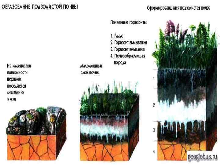 Почвы новосибирской области карта