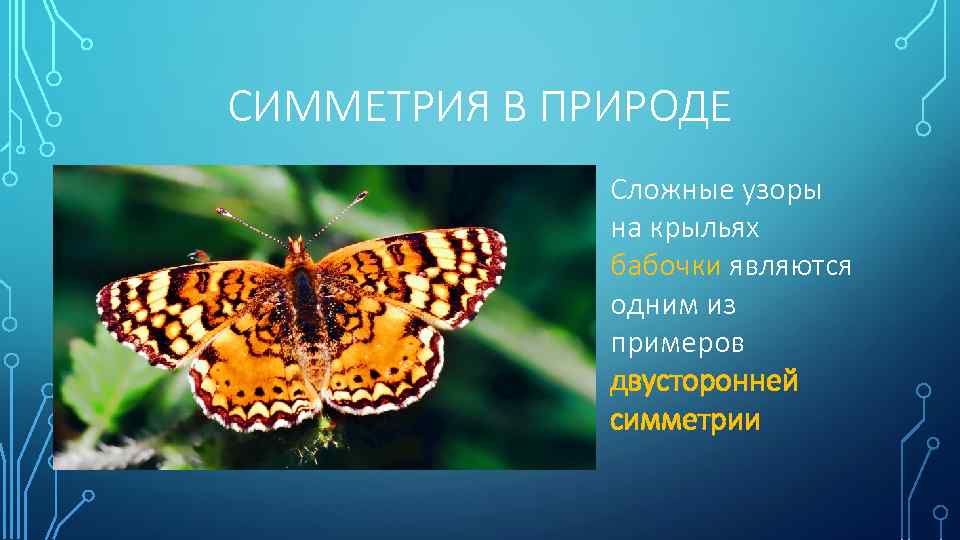 СИММЕТРИЯ В ПРИРОДЕ Сложные узоры на крыльях бабочки являются одним из примеров двусторонней симметрии