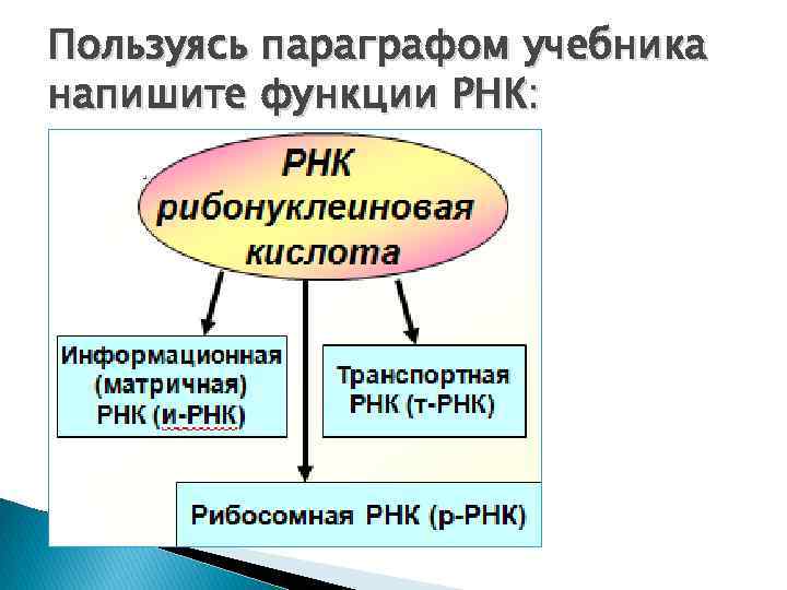 Пользуясь параграфом учебника напишите функции РНК: 