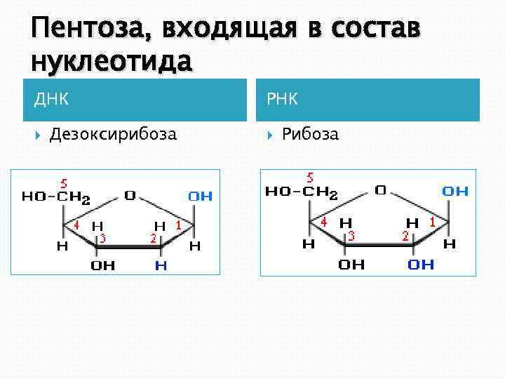 Состав днк дезоксирибоза. Пентозы нуклеиновых кислот. Пентоза рибоза. Пентоза входящая в состав РНК. Пентоза входящая в состав нуклеотидов РНК.