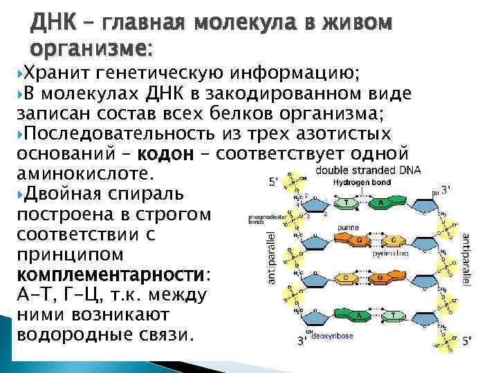 Днк генетическую информацию. ДНК носитель наследственной информации кратко. Молекула ДНК носитель наследственной информации. Главная генетическая информация организма хранится в. Способ записи генетической информации в молекуле ДНК.