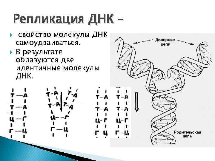 Репликация ДНК – свойство молекулы ДНК самоудваиваться. В результате образуются две идентичные молекулы ДНК.