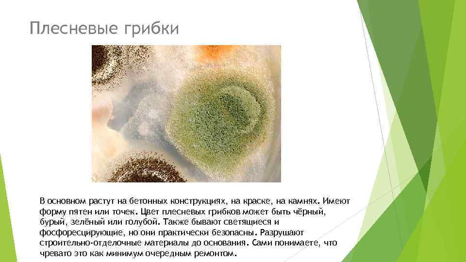 Плесневые грибки В основном растут на бетонных конструкциях, на краске, на камнях. Имеют форму