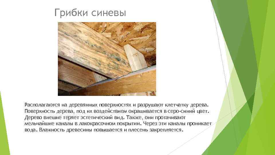 Грибки синевы Располагаются на деревянных поверхностях и разрушают клетчатку дерева. Поверхность дерева, под их
