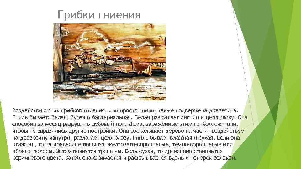 Грибки гниения Воздействию этих грибков гниения, или просто гнили, также подвержена древесина. Гниль бывает: