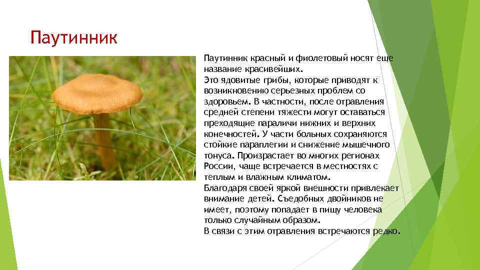 Паутинник красный и фиолетовый носят еще название красивейших. Это ядовитые грибы, которые приводят к