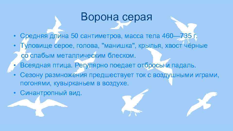 Ворона серая • Средняя длина 50 сантиметров, масса тела 460— 735 г. • Туловище