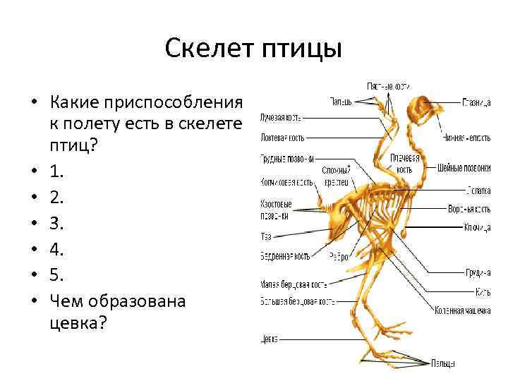 Птицы презентация егэ