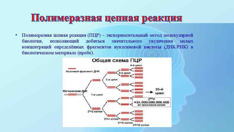 Полимеразная цепная реакция • Полимеразная цепная реакция (ПЦР) – экспериментальный метод молекулярной биологии, позволяющий