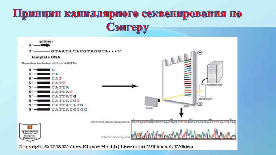 Принцип капиллярного секвенирования по Сэнгеру 