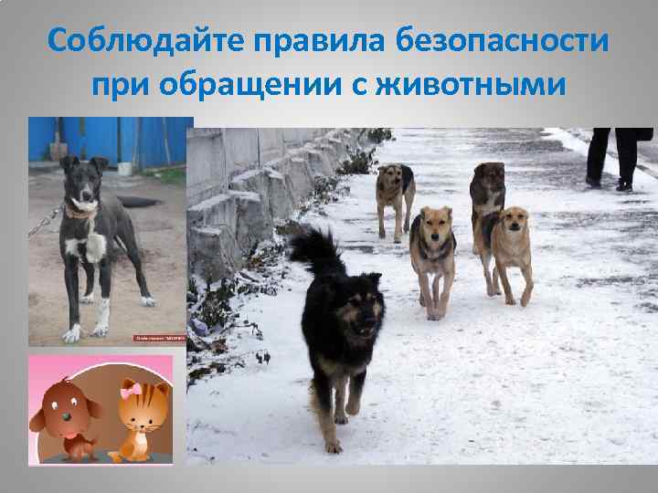 Соблюдайте правила безопасности при обращении с животными 