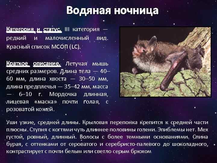 Водяная ночница Категория и статус. III категория — редкий и малочисленный вид. Красный список