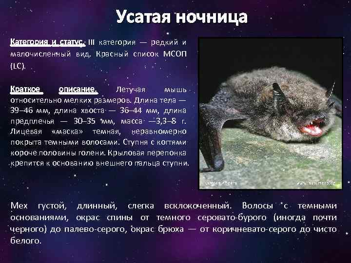 Усатая ночница Категория и статус. III категория — редкий и малочисленный вид. Красный список