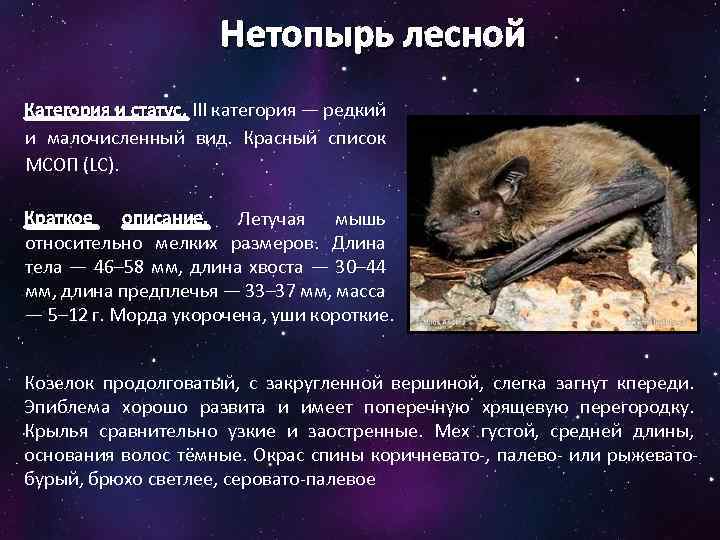 Нетопырь лесной Категория и статус. III категория — редкий и малочисленный вид. Красный список