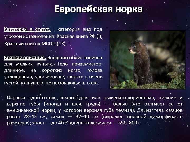 Европейская норка Категория и статус. I категория вид под угрозой исчезновения. Красная книга РФ