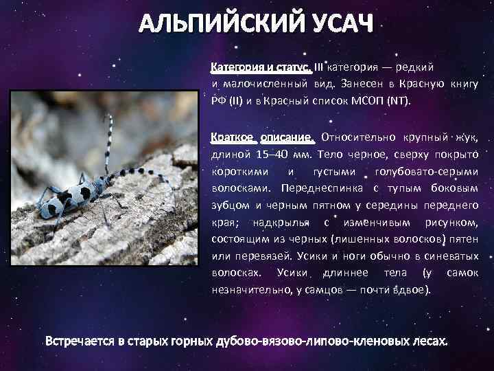 АЛЬПИЙСКИЙ УСАЧ Категория и статус. III категория — редкий и малочисленный вид. Занесен в