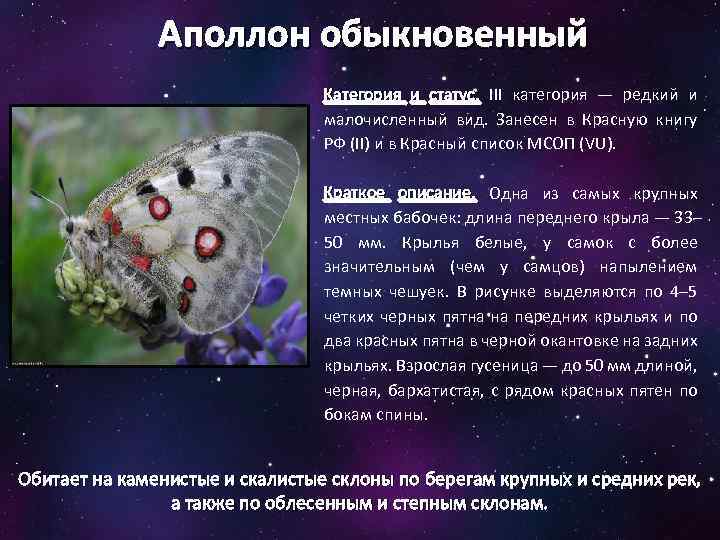 Аполлон обыкновенный Категория и статус. III категория — редкий и малочисленный вид. Занесен в
