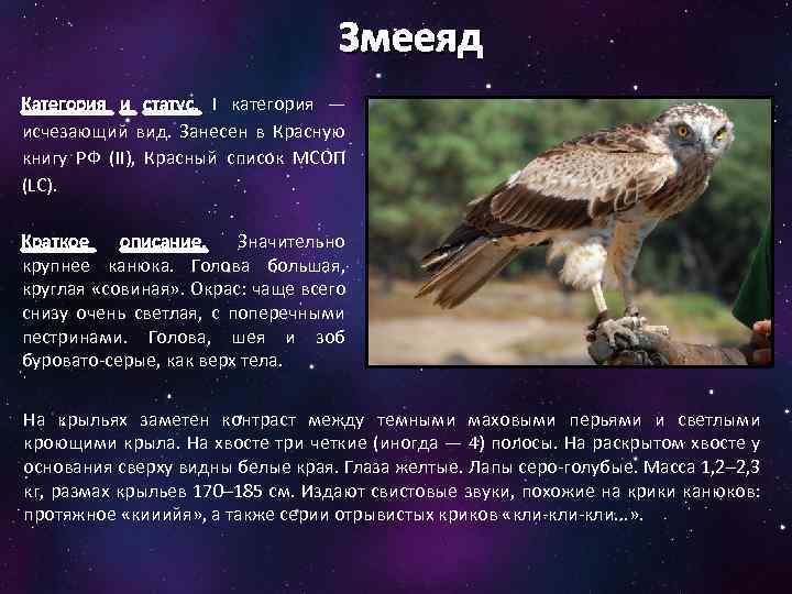 Змееяд Категория и статус. I категория — исчезающий вид. Занесен в Красную книгу РФ