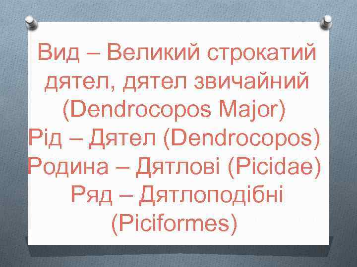 Вид – Великий строкатий дятел, дятел звичайний (Dendrocopos Major) Рід – Дятел (Dendrocopos) Родина