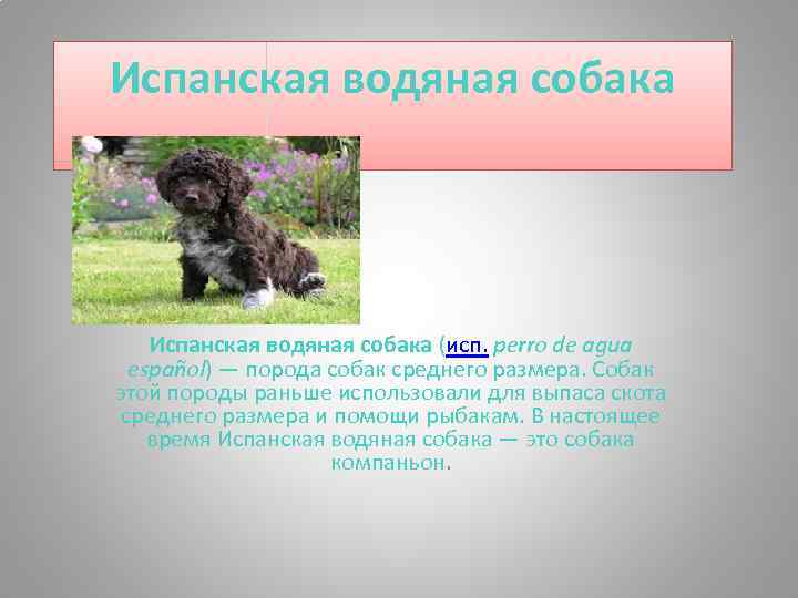 Испанская водяная собака. Испанская водяная собака (исп. perro de agua español) — порода собак