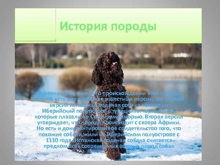 История породы Однозначного мнения о происхождении этой породы нет. Но есть две наиболее известные