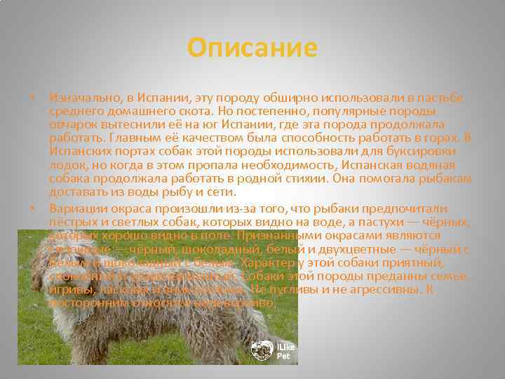 Описание • Изначально, в Испании, эту породу обширно использовали в пастьбе среднего домашнего скота.
