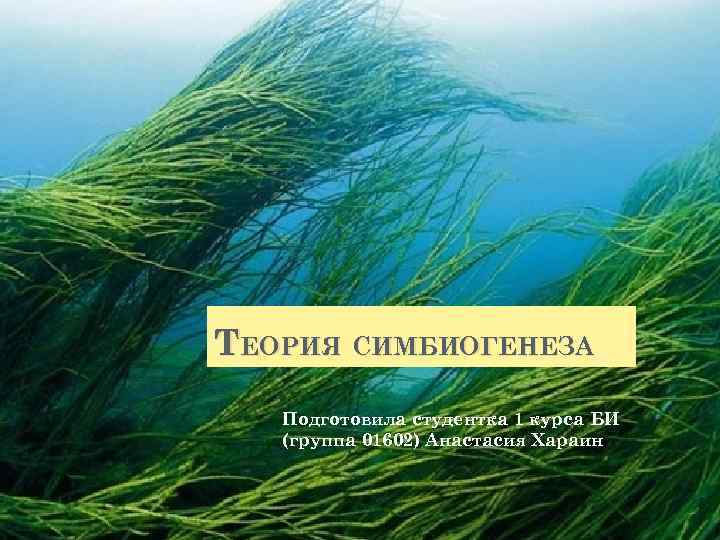 ТЕОРИЯ СИМБИОГЕНЕЗА Подготовила студентка 1 курса БИ (группа 01602) Анастасия Хараин 