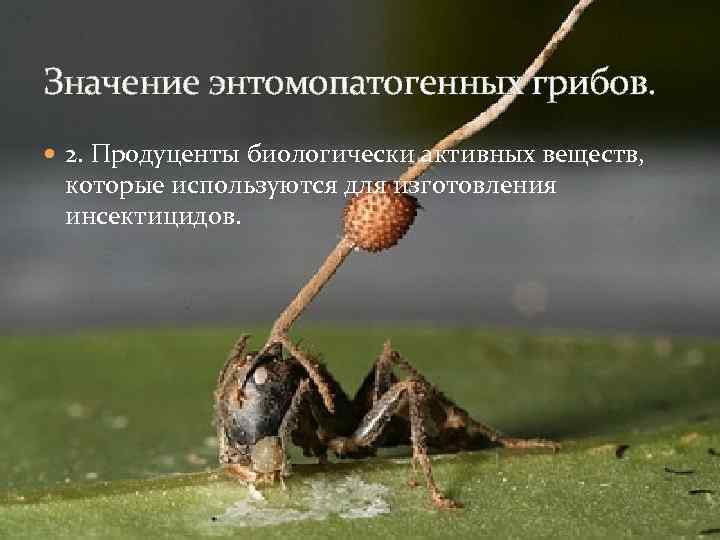 Значение энтомопатогенных грибов. 2. Продуценты биологически активных веществ, которые используются для изготовления инсектицидов. 
