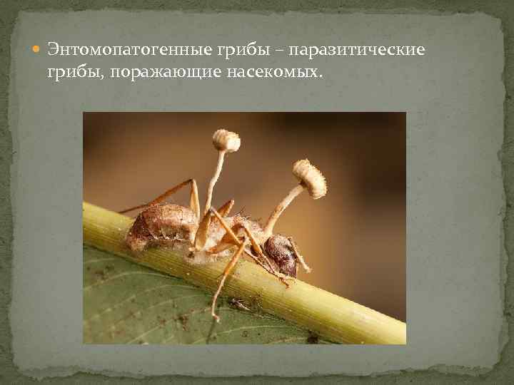  Энтомопатогенные грибы – паразитические грибы, поражающие насекомых. 