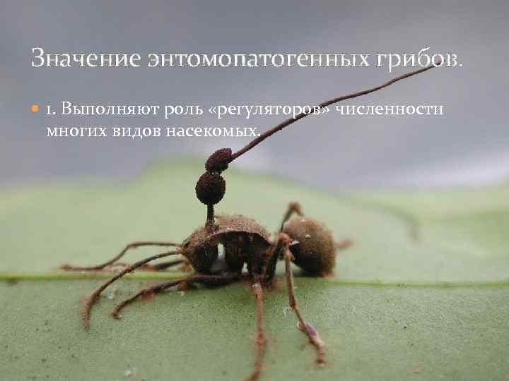 Значение энтомопатогенных грибов. 1. Выполняют роль «регуляторов» численности многих видов насекомых. 