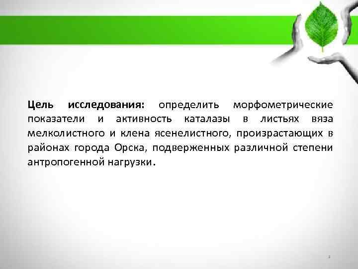 Цель исследования: определить морфометрические показатели и активность каталазы в листьях вяза мелколистного и клена