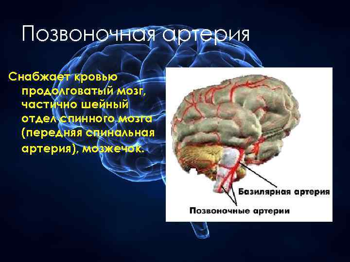 Позвоночная артерия Снабжает кровью продолговатый мозг, частично шейный отдел спинного мозга (передняя спинальная артерия),