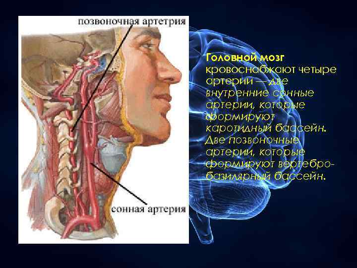 Головной мозг кровоснабжают четыре артерии — две внутренние сонные артерии, которые формируют каротидный бассейн.