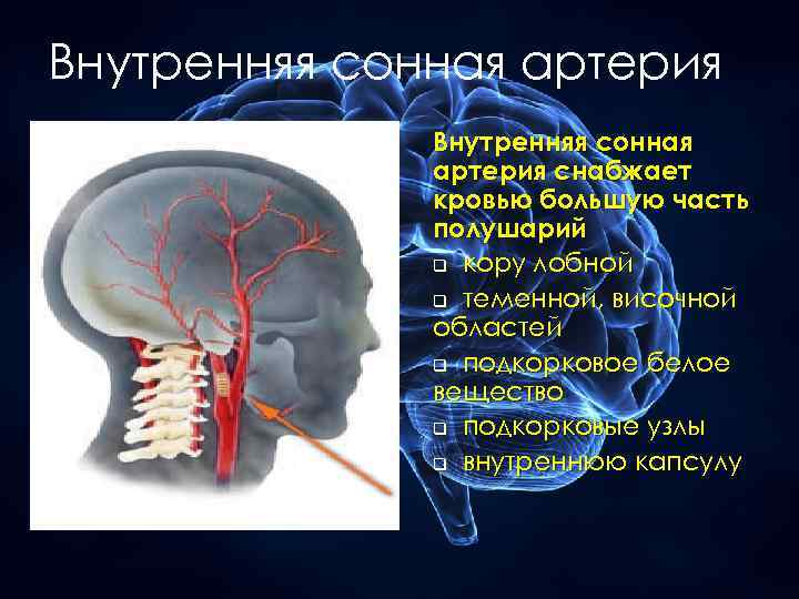 Внутренняя сонная артерия снабжает кровью большую часть полушарий q кору лобной q теменной, височной